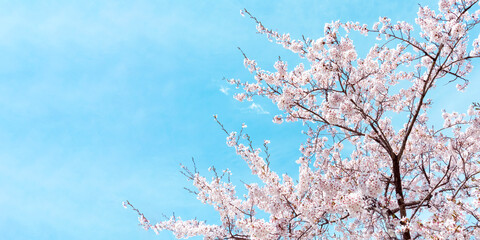 Spring scenery adorned with a vibrant blue sky and fully bloomed cherry blossoms.