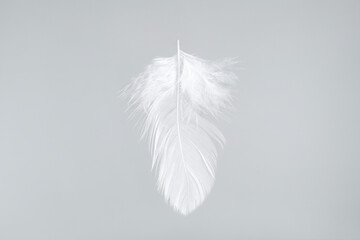 One beautiful fluffy feather isolated on white