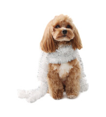 Cute dog with shiny tinsel on white background
