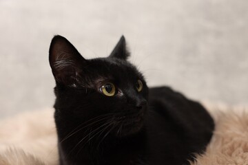 Cute black cat lying on rug, closeup. Adorable pet
