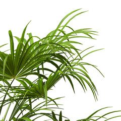 corner palm Tree branch isolated on white background. also known as the Rhapidophyllum hystrix, needle palm, European fan palm, Phoenix roebelenii, dwarf date palm, pygmy date palm, robellini palm.