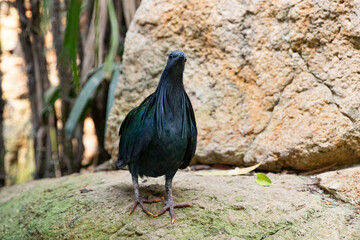 Rare Nicobar Pigeon with Iridescent Plumage, space for text
