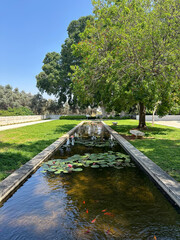 Pond with water lilies on the campus of the Weizmann Institute of Science