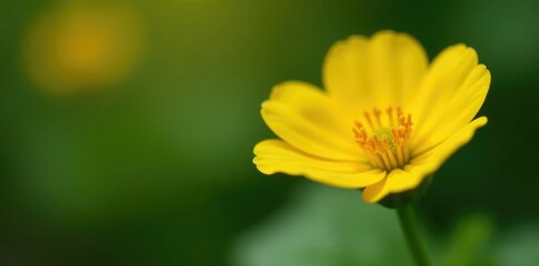 Fototapeta premium Delicate nasturtium flowers unfolding in the garden, nature, bloom, yellow