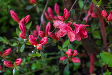 Red azaleas flower
