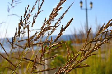Fototapeta premium ARBUSTO NATURALEZA CERCA DEL MAR COSTA