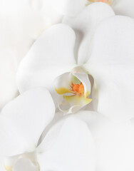 Refined white orchid petals and soft texture.