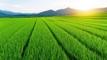 Naklejka premium Lush Green Rice Paddy Field at Sunset with Mountain View Vibrant Nature Scenery