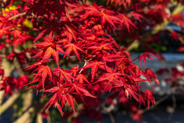 Maple tree with red leaves