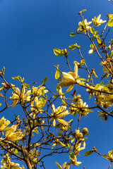 yellow Magnolia on blue sky
