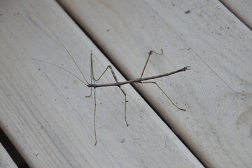 Stick Bug