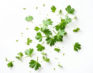 Fresh chopped cilantro leaves scattered on white background. Aromatic herb pieces falling freely. High angle view shows pile of chopped cilantro leaves isolated against plain white backdrop. Fresh