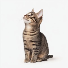 Elegant and Curious Cat with Striking Eyes on Pure White Background - Photorealistic Feline Portrait with Detailed Whiskers and Sleek Fur