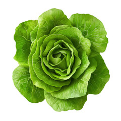 Fresh Green Lettuce Head with Detailed Leaf Structure and Texture