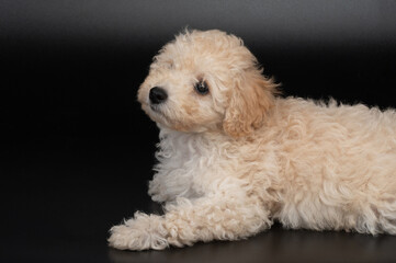 Adorable fluffy poodle puppy dog