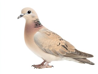 Fototapeta premium Elegant Portrait of a Laughing Dove Standing Against White Background