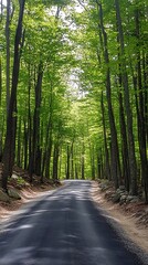 Obraz premium Forest Road Path Sunlight Trees