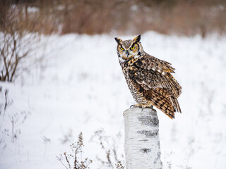 Great Horned Owl perched in Winter, snowy blurred background