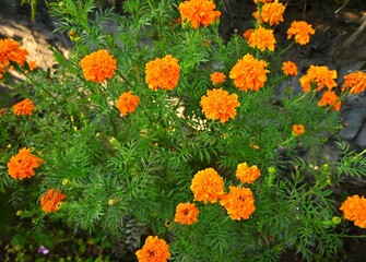 Orange marigold flowers in plant, garden 