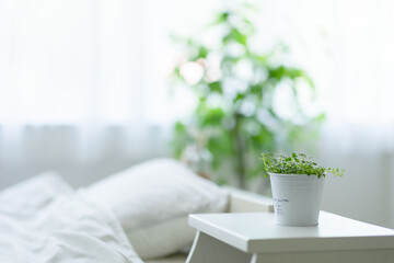 寝室に置かれた観葉植物