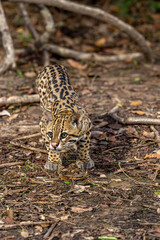 Ocelot in the Pantanal