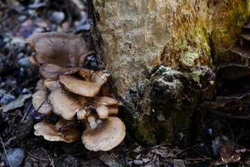 Close up lush green moss envelops the trees in the mystical woods 