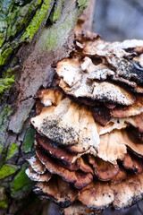 Mushroom. Close up lush green moss envelops the trees in the mystical woods 