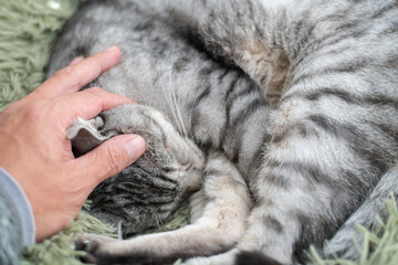 眠る猫を撫でる飼い主　サバトラ猫