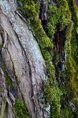 Close up lush green moss envelops the trees in the mystical woods 
