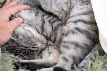 眠る猫を撫でる飼い主　サバトラ猫