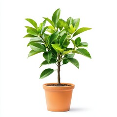 Front view of a small, vibrant green potted plant with glossy leaves, set against a plain background, ideal for home decor and indoor gardening.