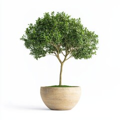 Front view of a lush tree in a minimalist pot, symbolizing nature and tranquility, for home decor or gardening enthusiasts.