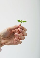 Hand Holding a Small Green Sprout