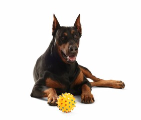 Adorable Doberman with toy on white background. Domestic pet