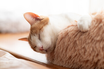 窓辺で眠る可愛い猫　茶トラ白