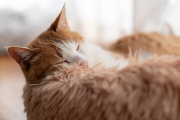 窓辺で眠る可愛い猫　茶トラ白