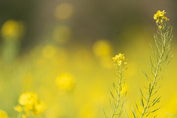 満開の菜の花畑