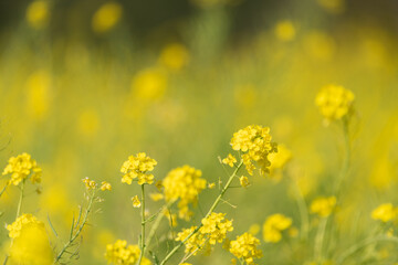 満開の菜の花畑