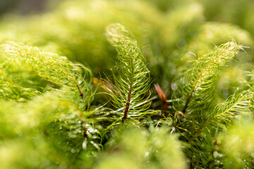 ふわふわな苔をマクロレンズで撮影
