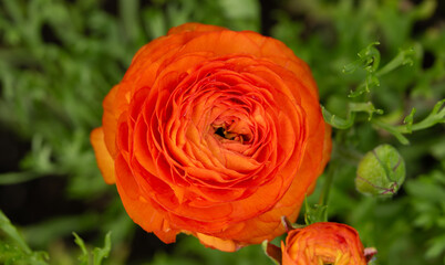 Ranunculus Blooms Orange Along California Coast