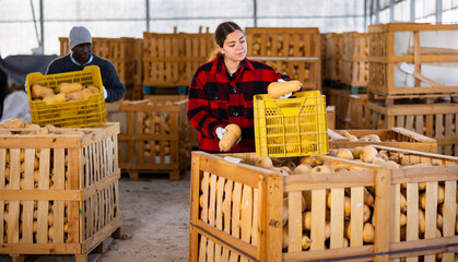 Portrait of young american female gardener during sorting honeynut pumpkins at storage warehouse