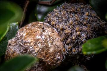 Baby Rabid Wolf Spiders (Rabidosa rabida) emerge from the egg sac.