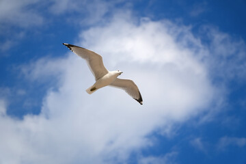 Obraz premium Close to Seagull flying in the blue sky with clouds background. Chicago IL USA