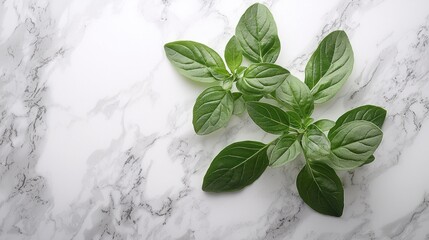 Fresh basil sprigs on marble, food blog background