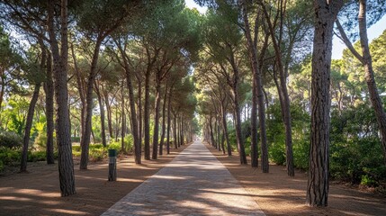 Obraz premium Sunlit Pathway Through a Pine Tree Avenue