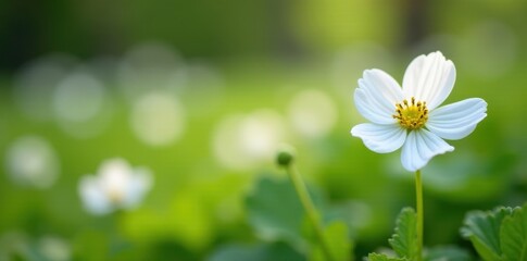 Soft Focus White Hepatica Flowers in Swedish Garden, white flowers, soft focus, natural beauty