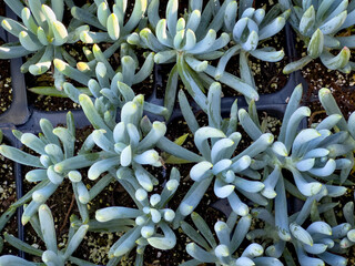 A top down view of the blue chalksticks plant.