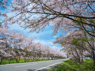 福島県 飯舘復興三千本の桜 桜並木