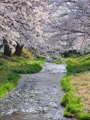 福島県 観音寺川の桜並木