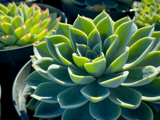 Fototapeta premium A view of an echeveria blue atoll plant, on display at a local nursery.